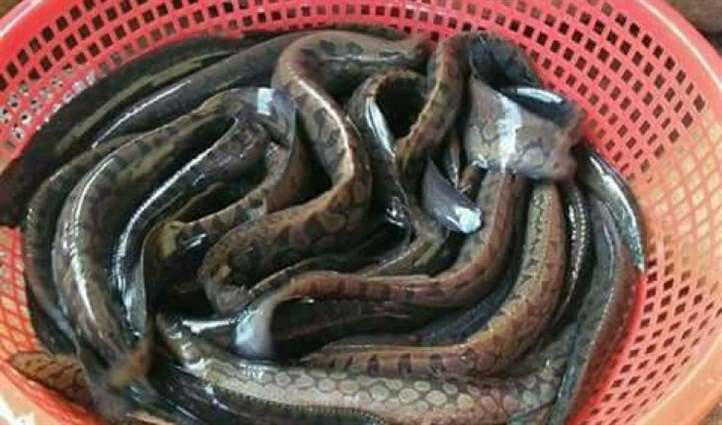 Cá chạch được mệnh danh là sâm nước