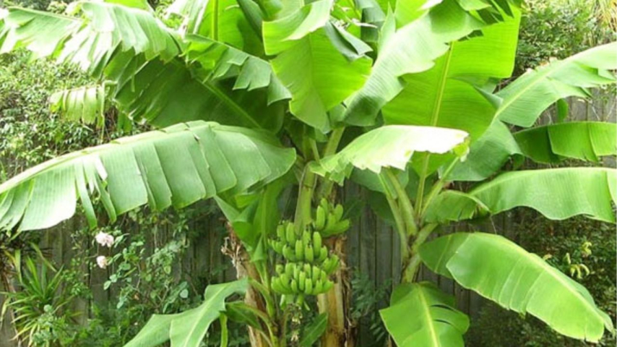Cây chuối trồng trước nhà sẽ cản gió cản sáng nhưng trồng sau nhà sẽ trấn giữ của cải