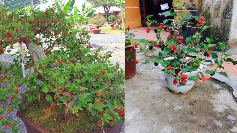 Cây dâu tằm trồng trước nhà báo tang tóc, trồng sau nhà đuổi ma quỷ