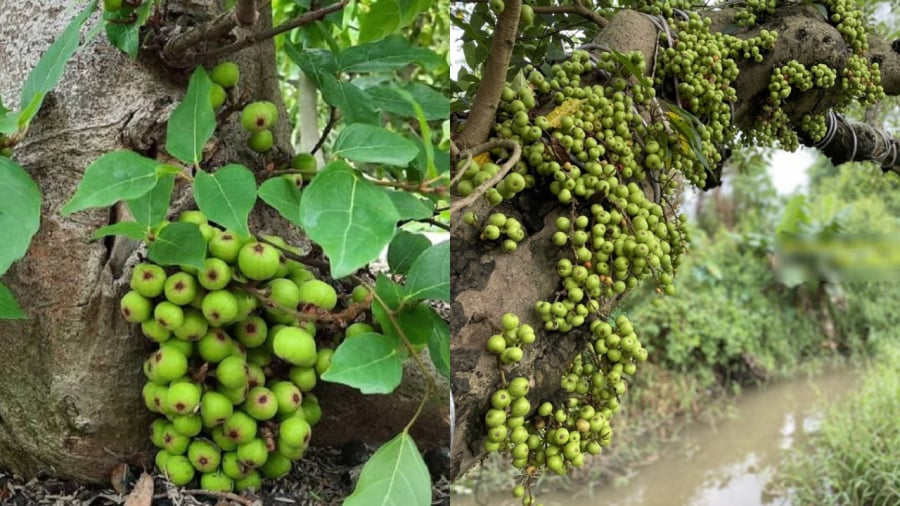 Cây sung có ý nghĩa tốt trong phong thủy.
