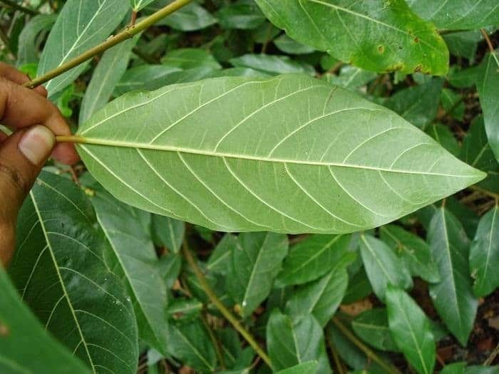 Uống nước lá sung mỗi ngày có tốt không?
