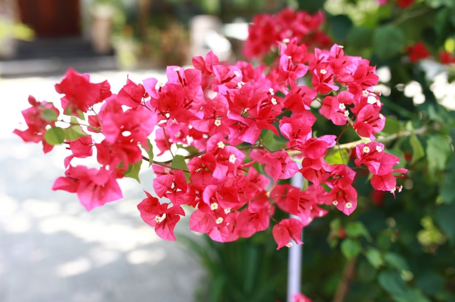 Trong phong thủy, cây hoa giấy được xem là biểu tượng của sự đầy đủ, bảo vệ và hạnh phúc vẹn tròn.
