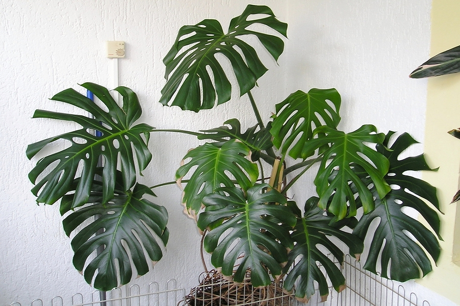 Nen-bon-phan-cho-Monstera-Deliciosa-nhu-the-nao