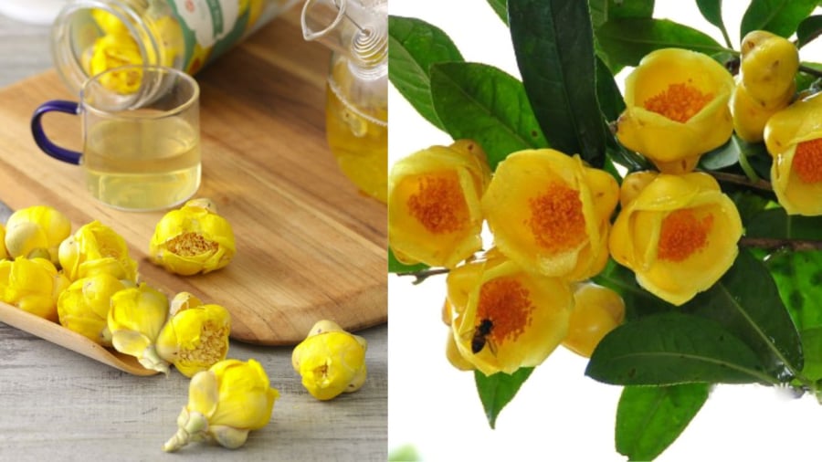 Cây cảnh trà hoa vàng không chỉ đẹp mà còn giá trị