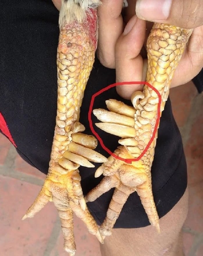 Gà chín cựa là một trong những biểu tượng độc đáo của ẩm thực Phú Thọ, gắn liền với truyền thuyết Sơn Tinh – Thủy Tinh