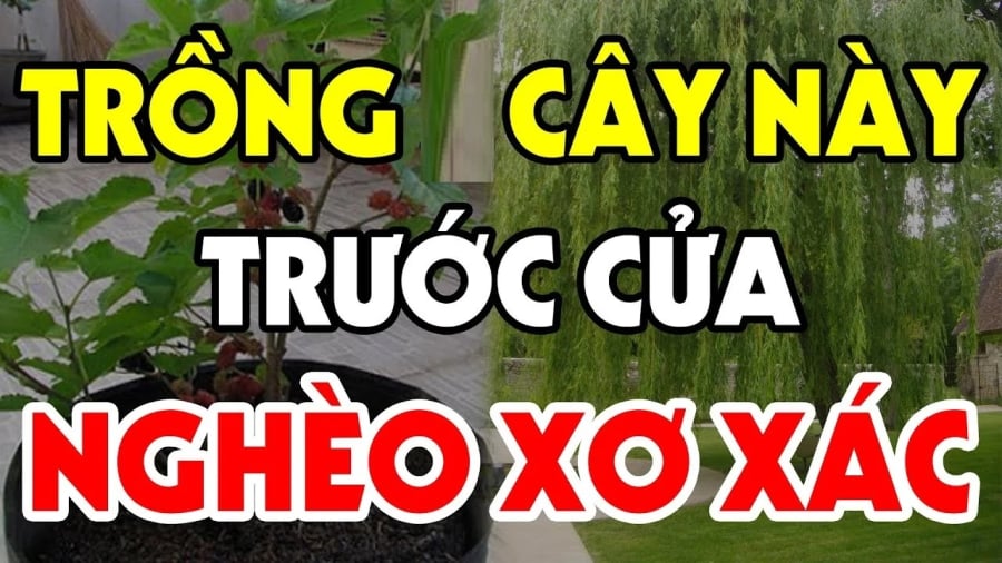 Trước cửa trồng cây âm, tiền kiếm nhiều cũng mất sạch, cây âm là cây nào?