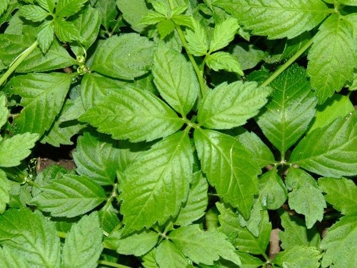 Giảo cổ lam là một trong những thảo dược được cho là có tác dụng giảm căng thẳng.