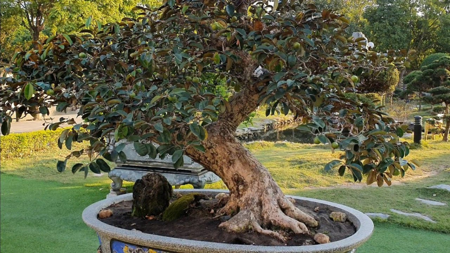 Vài năm trở lại đây, những nghệ nhân cây cảnh đã nâng tầm giá trị của cây vú sữa thông qua nghệ thuật bonsai
