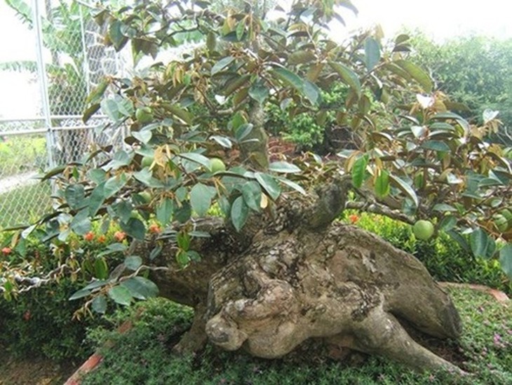 Để có được một cây vú sữa cổ thụ đạt chuẩn 'cổ, kỳ, mỹ' đòi hỏi rất nhiều công sức và thời gian