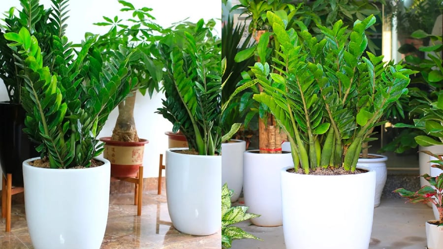 Cây kim tiền hợp với người tuổi Tý nhất.