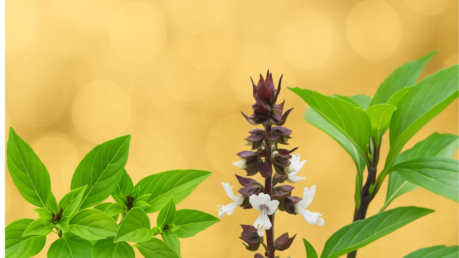 Húng quế là cây thiêng trong một số nền văn hóa