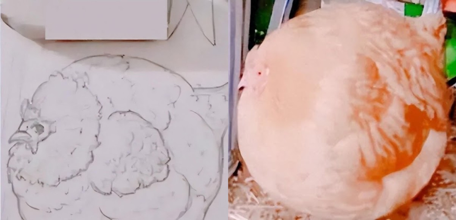 Ai nấy đều phải công nhận rằng, chú gà mà cậu bé vẽ không chỉ giống mà còn rất sống động