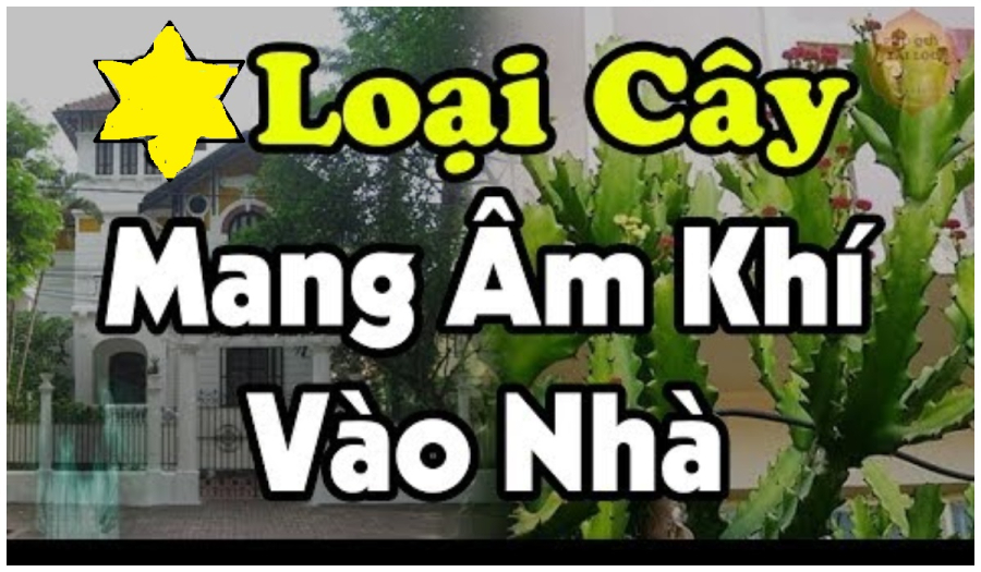 Những loại cây trồng trước nhà âm khí cao