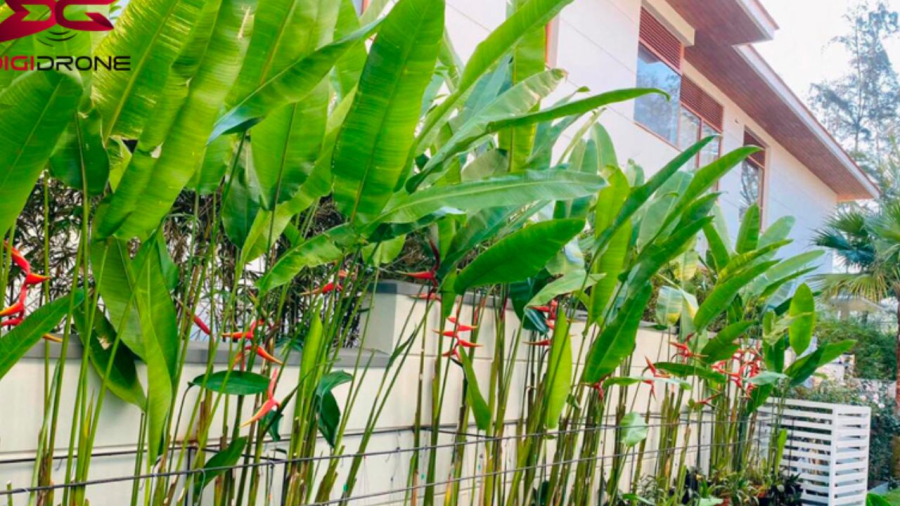  Ngày nay nhiều nhà chọn cây chuối cảnh thì có thể trồng trước nhà