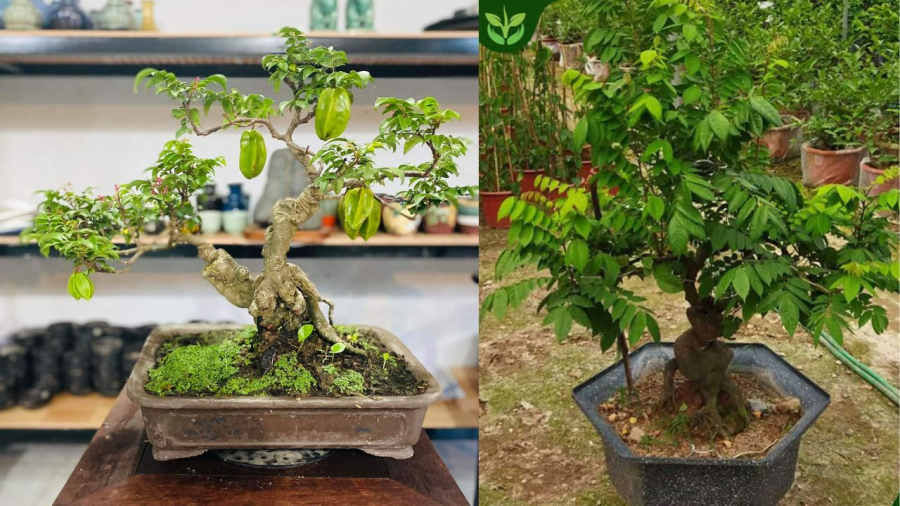Trồng cây khế mang nhiều ý nghĩa phong thủy thu hút tài lộc giàu có