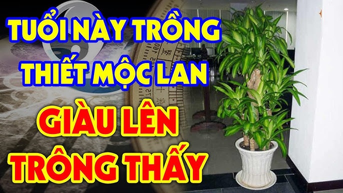 Đặt cây thiết mộc lan trúng 'chĩnh vàng' Tiền -Tài tăng vọt, gia chủ hưởng phúc lớn
