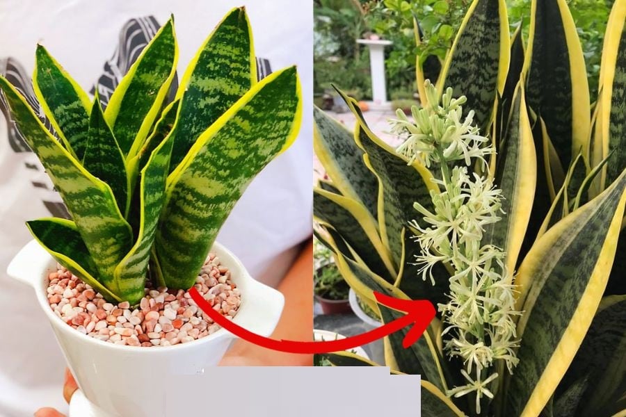 Cây lưỡi hổ ra hoa là điềm tốt hay xấu: Nên nhổ bỏ hay giữ lại?
