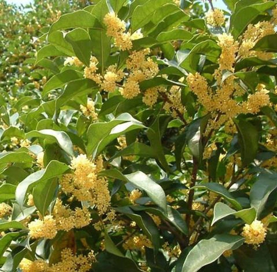Chính nhờ sự cân bằng đó, mộc hương được xem là 