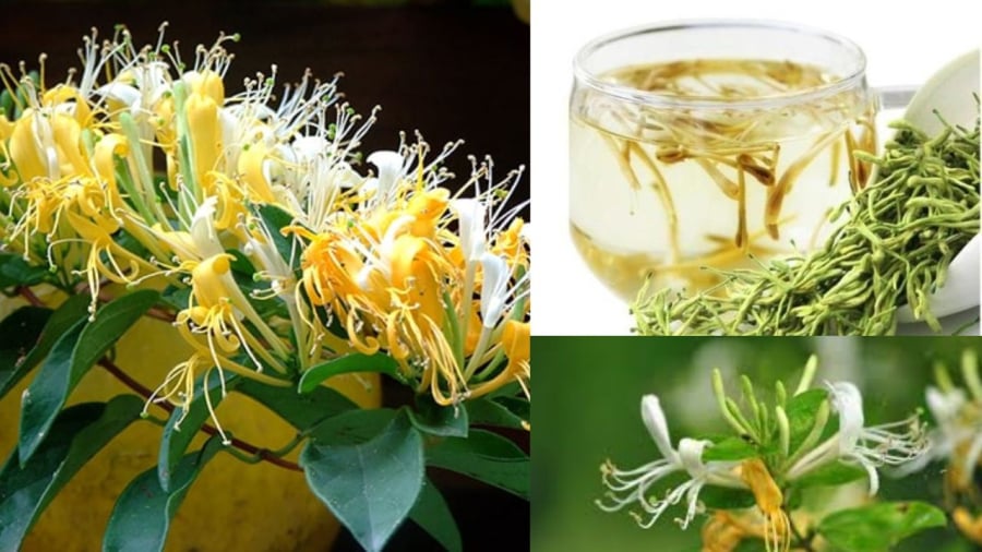Cây cảnh kim ngân hoa là cây cảnh phong thủy và cũng là cây dược liệu tốt