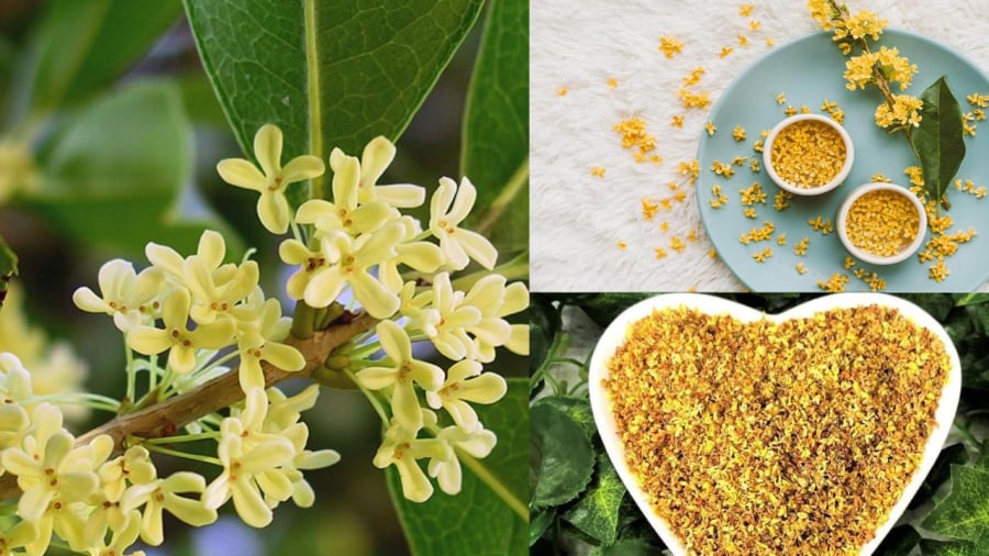 Cây cảnh mộc hương không chỉ thơm mà còn nhiều giá trị