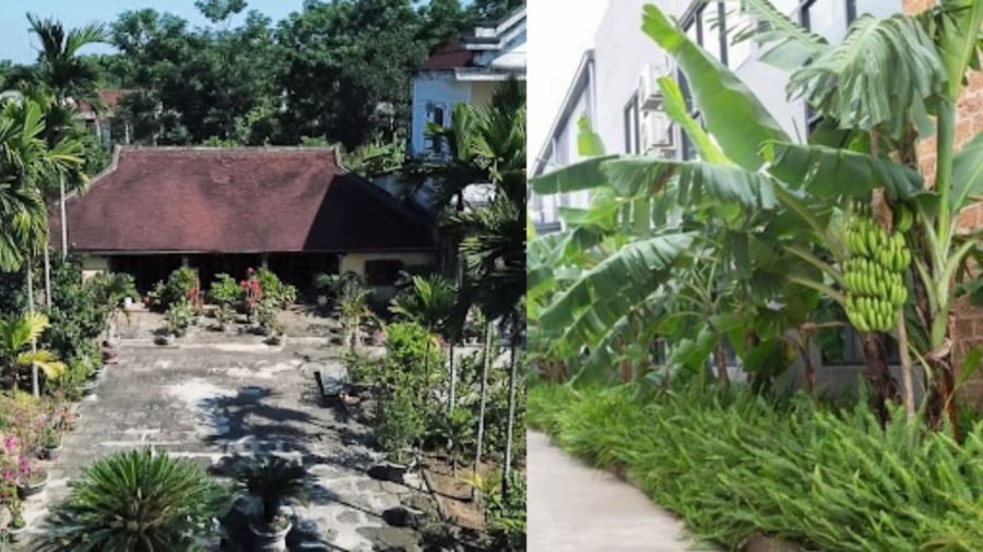 Trước cau sau chuối là một lựa chọn thẩm mỹ và hợp phong thủy
