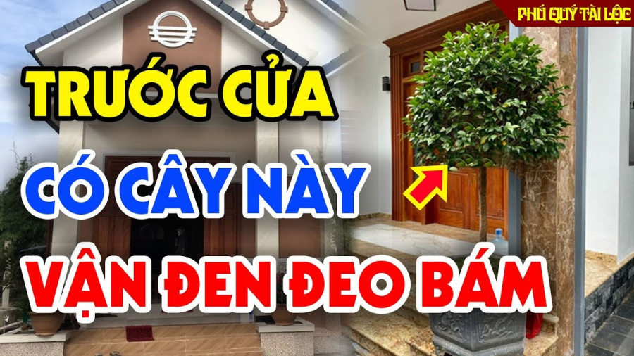 Sân nhà không trồng 3 cây    