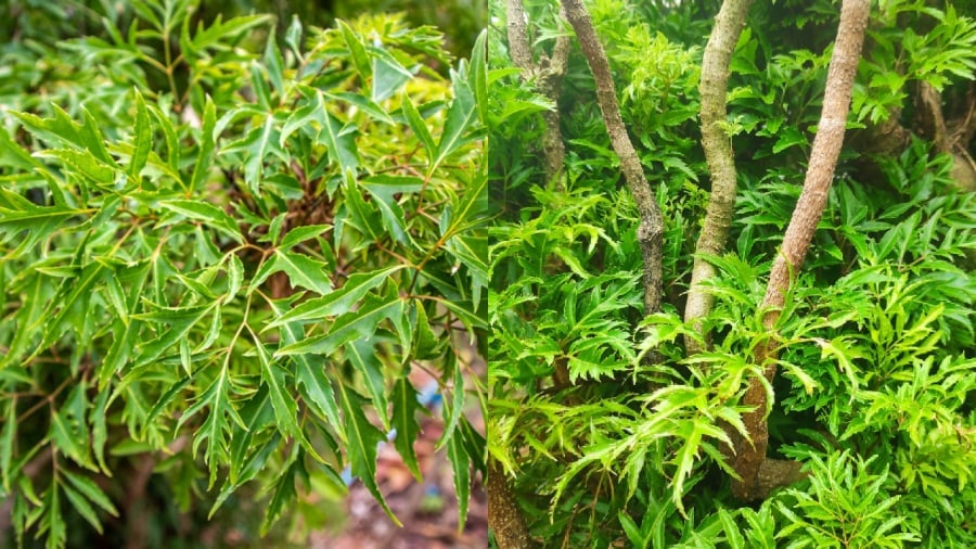 Tuổi nào thích hợp trồng đinh lăng trong nhà