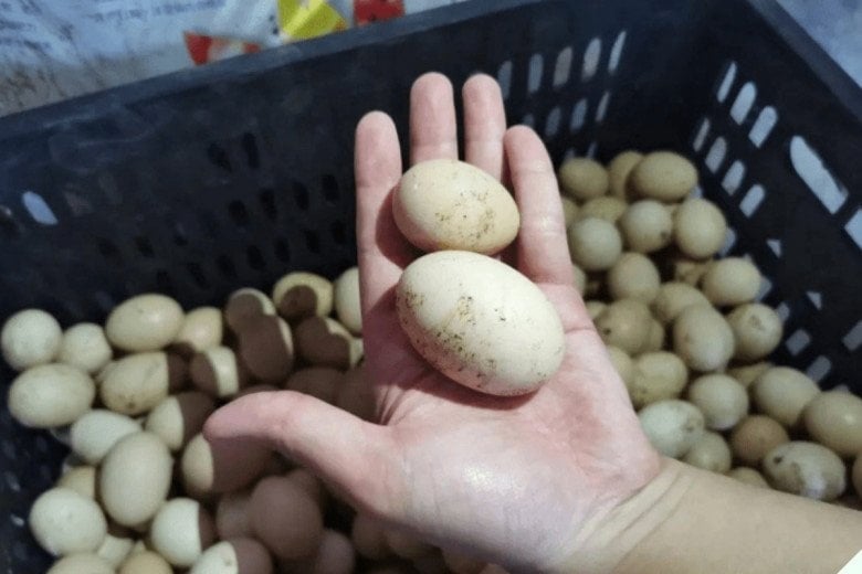 Mua trứng gà cứ hỏi người bán câu này: Trứng gà ta hay gà ăn toàn cám đều 'lộ' rõ