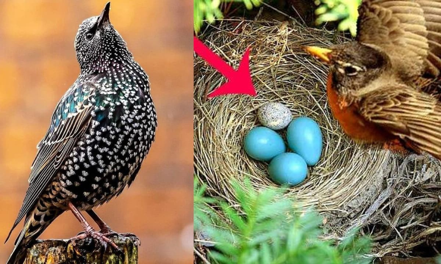 Bằng tiếng hót, nhiều loài chim truyền đạt thông tin về thời tiết, thông báo cho đồng loại tìm nơi trú ẩn trước khi có mưa lớn hoặc bão. 