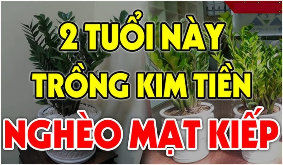 Tuổi nào kỵ trồng kim tiền