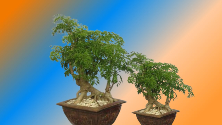 Trồng đinh lăng thu hút vận may trấn trạch an gia