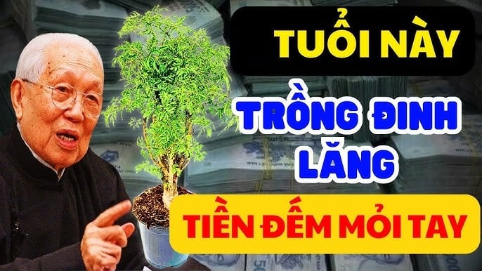 Tuổi nào trồng đinh lăng thêm phần giàu có