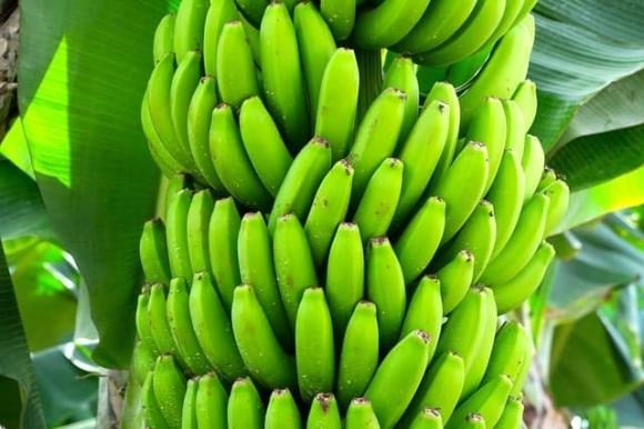Chuối xanh là nguồn cung cấp kali dồi dào – một khoáng chất thiết yếu có vai trò quan trọng trong việc hỗ trợ hệ thần kinh, tăng cường chức năng lọc máu và giúp Sh88bet đăng ký miễn phí vận động linh hoạt hơn.    