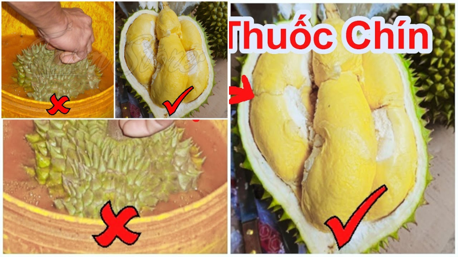 Sầu riêng là loại trái cây có giá trị kinh tế cao, nhưng cũng dễ bị thương lái “làm màu”. 