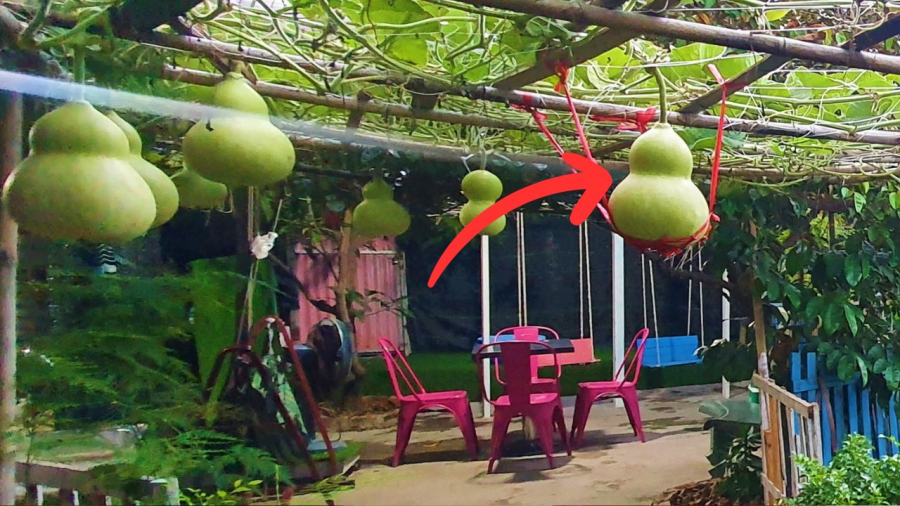 Cây bầu trong quan niệm xưa được ví như chiếc hồ lô trời ban, mang hình dáng tròn trịa, tượng trưng cho sự viên mãn và hài hòa. 
