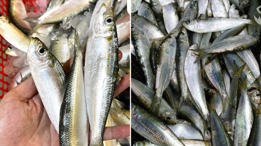 Cá trích là loại cá có hàm lượng omega-3 cao, không hề thua kém cá hồi.