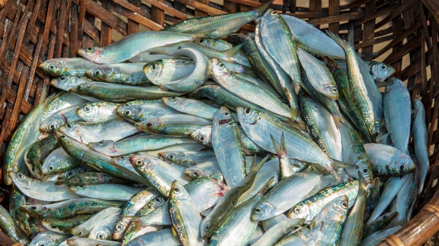 Loại cá giàu omega 3 ngang cá hồi giá chỉ bằng 80 nghìn/kg, đi chợ thấy đừng tiếc tiền mua