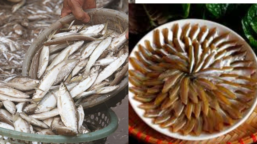 Cá dầu nhỏ nhưng giàu dinh dưỡng