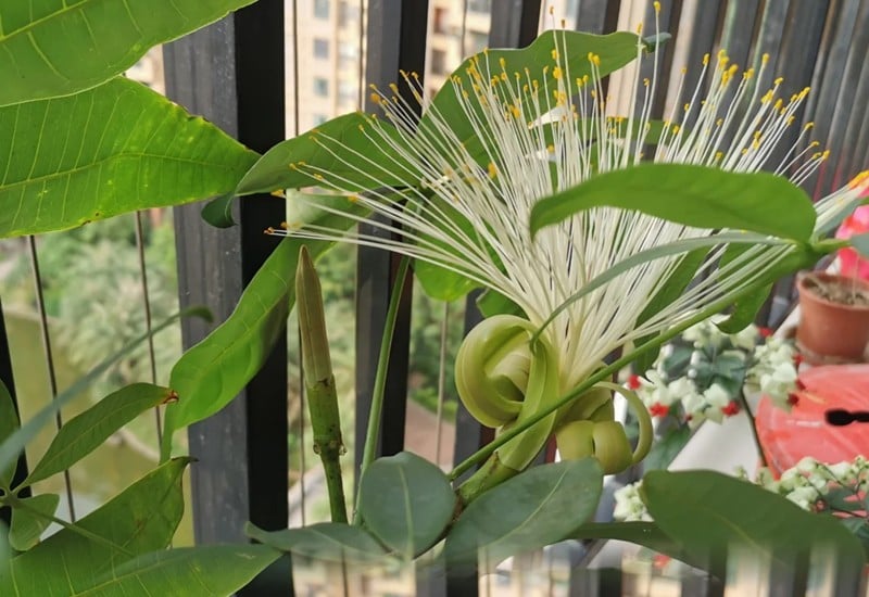 Cây kim ngân nở hoa may mắn