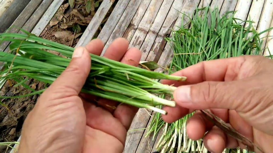           Từ gốc đến ngọn của cây hẹ đều có thể sử dụng để làm những bài thuốc quý