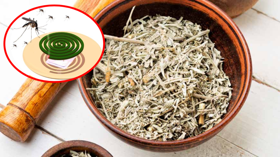 Thay vì sử dụng hương muỗi, bạn có thể dùng ngải cứu khô để đuổi muỗi.