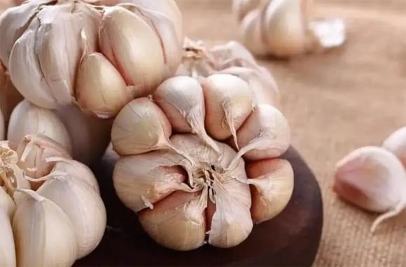 Vậy ăn tỏi có thể ức chế và tiêu diệt vi khuẩn trong Sh88bet đăng ký miễn phí hay không?