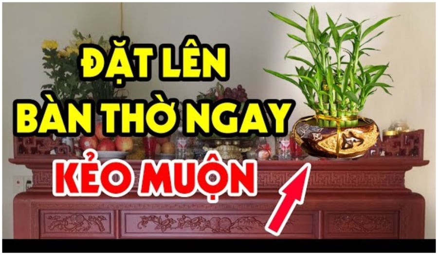 Cây đặt lên bàn thờ mang lại giàu có