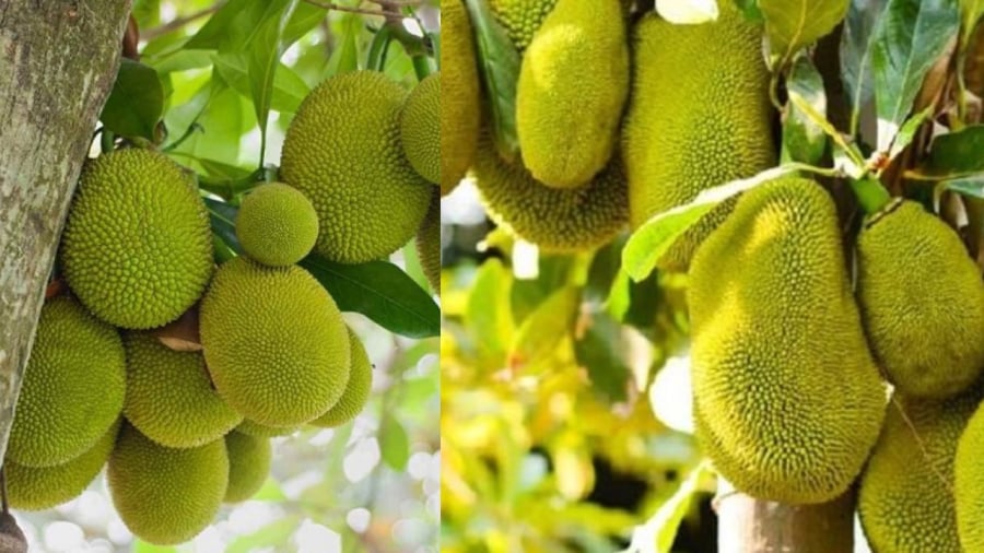 Trồng cây mít không thẩm mỹ lại tổn hại phong thủy