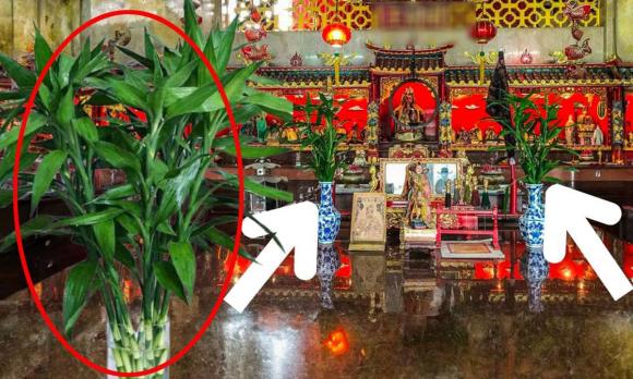 Cây phong thủy nên đặt lên bàn thờ