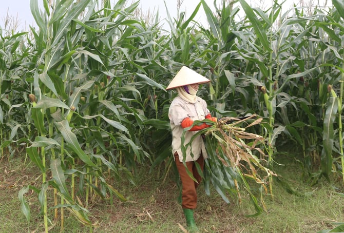Giá bán ngô sinh khối ngày càng tăng đều, từ 2.000-3.000 đồng/kg qua từng năm