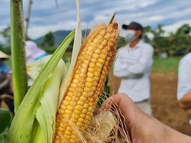 Ngô sinh khối không phải là loại cây xa lạ đối với người nông dân Việt Nam, nhưng cách sử dụng nó như một nguồn thức ăn thô xanh chất lượng cao cho gia súc thì mới thực sự là bước đột phá