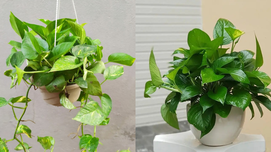 Có một số lý do khiến nhiều người đưa cây trầu bà vào 