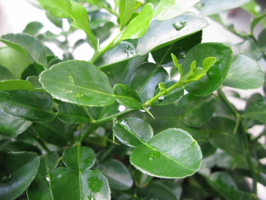 Lá chanh không chỉ giúp khử mùi tanh mà còn tăng thêm mùi thơm hấp dẫn cho Shbet0099 cá cược trực tuyến