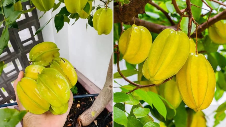 Để trồng cây khế ra quả quanh năm, quả to và ngọt, bạn không thể bỏ qua một số bí kíp đặc biệt.